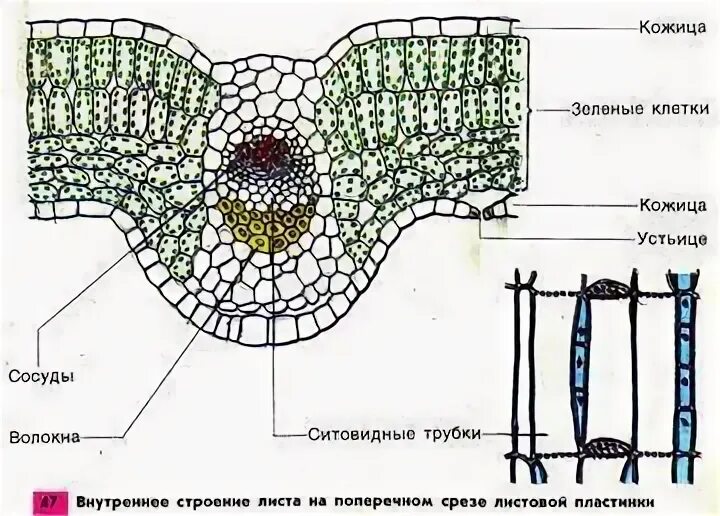 Рисунок лист поперечный срез