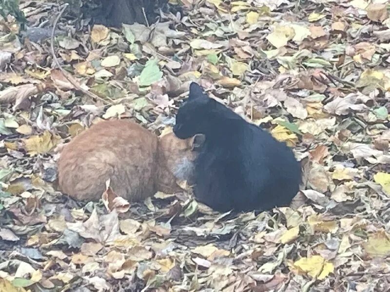Кот могилев. Кот могилев. Кот могилев. Кот могилев. Кот могилев.