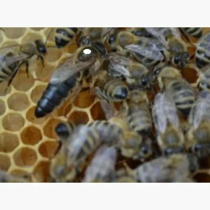 Как отличить матку. Матка пчелы Карпатка. Пчеломатка Карпатка. Пчеломатки 2023. Пчелиная матка Карника.