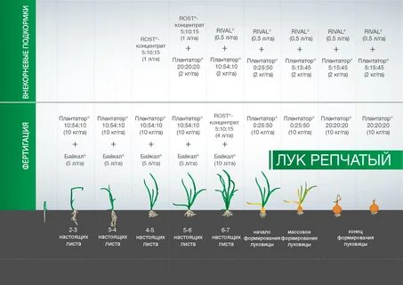 Какие удобрения любит лук