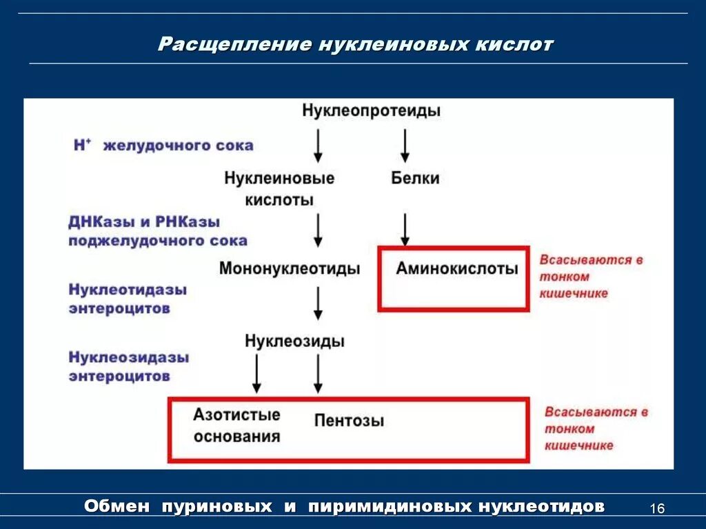 Ферменты расщепляющие днк. Внутриклеточное расщепление нуклеопротеидов. Переваривание нуклеиновых кислот схема. На что расщепляются нуклеиновые кислоты. Расщепление нуклеиновых кислот.