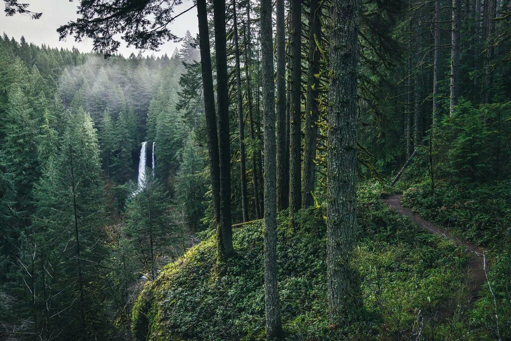 Сильвер Фоллс Орегон. Silver Falls State Park Oregon. Государственный парк Сильвер Фоллс Орегон HD. Силвэр Форс национални парк Орэгон. Fall state