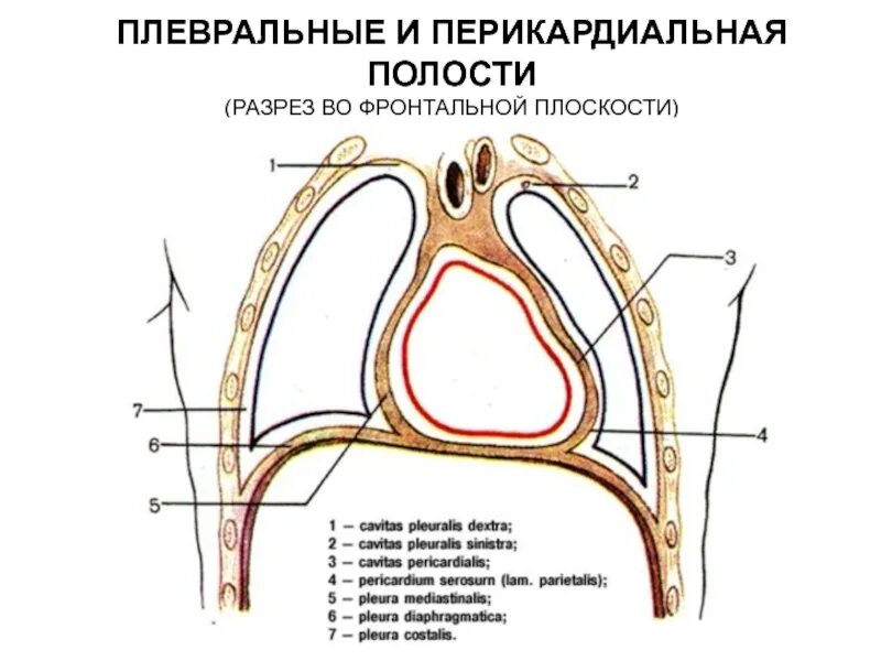 Значение синусов плевры. Синусы плевры схема. топография синусов плевры. схема полости и синусов плевры горизонтальный и фронтальный разрез. плевральные синусы схема.