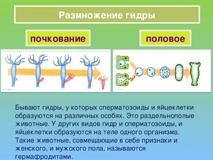 Какое размножение характерно для кишечнополостных. Половое размножение пресноводной гидры. почкование гидры это бесполое размножение. размножение кишечнополостных 7. тип размножения гидры пресноводной.