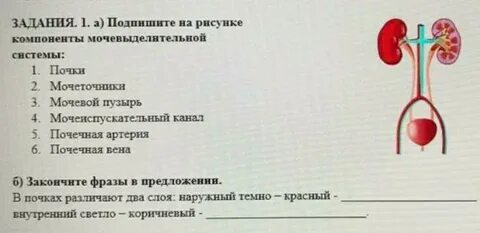 Контрольная по биологии мочевыделительная система и кожа