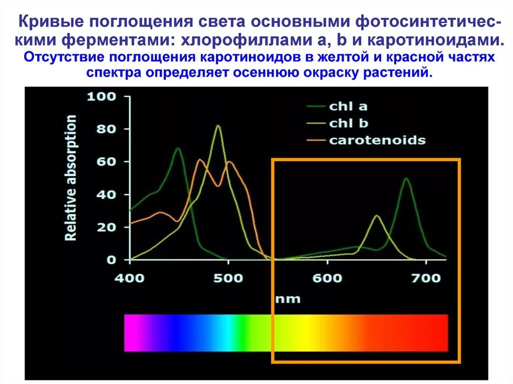 Спектр поглощения хлорофилла. Спектры поглощения света хлорофиллом и каротиноидами. Спектр поглощения света хлорофиллом. Спектр поглощения хлорофиллов и каротиноидов.