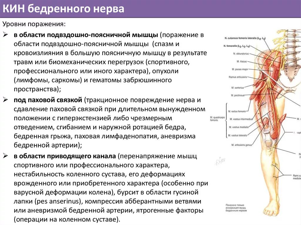 Невропатия наружная бедра. Туннельные синдромы поражение седалищного нерва. Невропатия бедренного нерва анатомия. Симптомы поражения бедренного нерва неврология. Защемление бедренно-полового нерва.