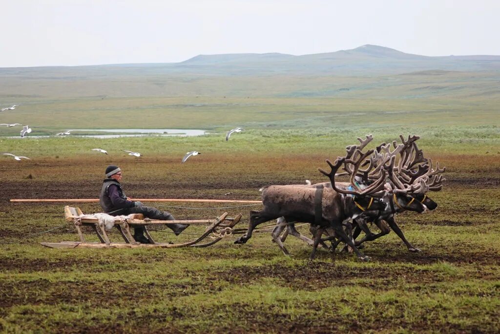 Отрасли сельского хозяйства россии таблица. Оленеводство продукция отрасли. Животноводство в тундре. Растениеводство в разных природных зонах. Отрасли животноводства в тайге.