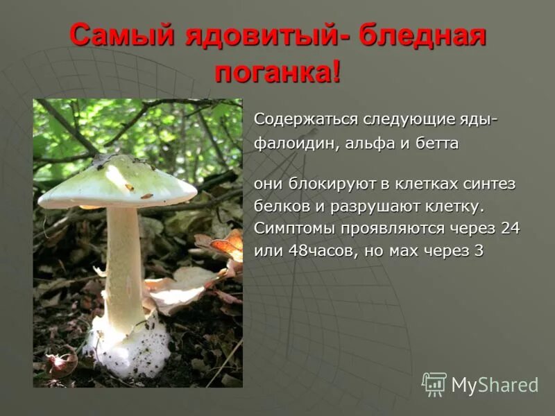 Какой яд содержится