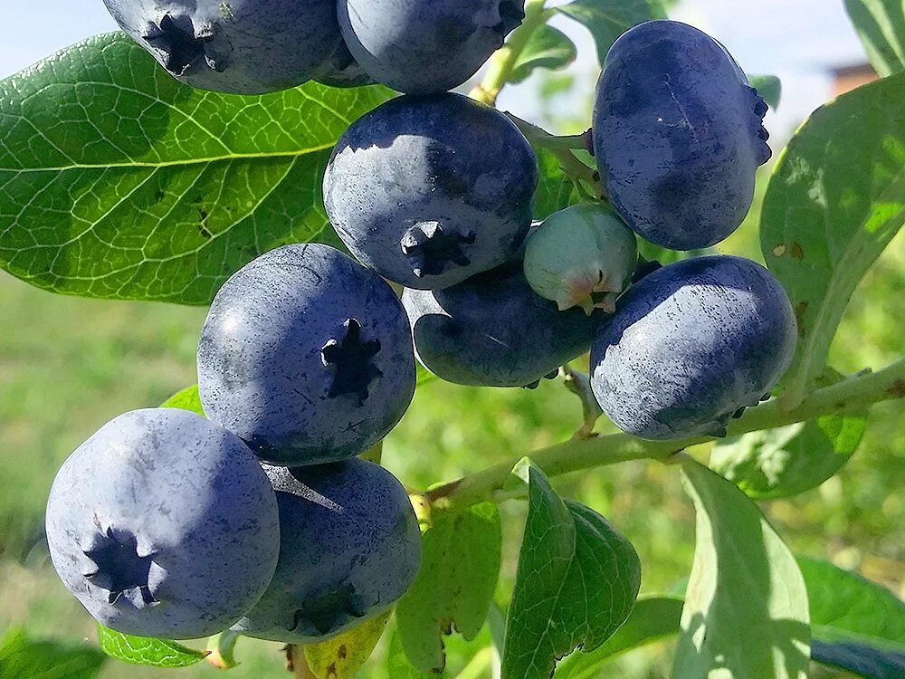 Какой сорт голубики самый сладкий. Голубика блюкроп. голубика садовая блюкроп. голубика сорт блюкроп. голубика высокорослая bluecrop.