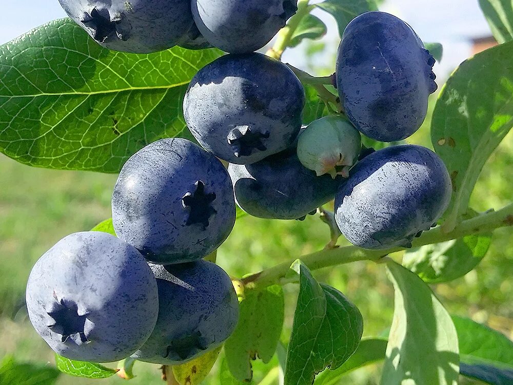 Какой сорт голубики самый лучший. Голубика Блюкроп. Голубика Садовая Блюкроп. Голубика сорт Блюкроп. Голубика высокорослая Bluecrop.