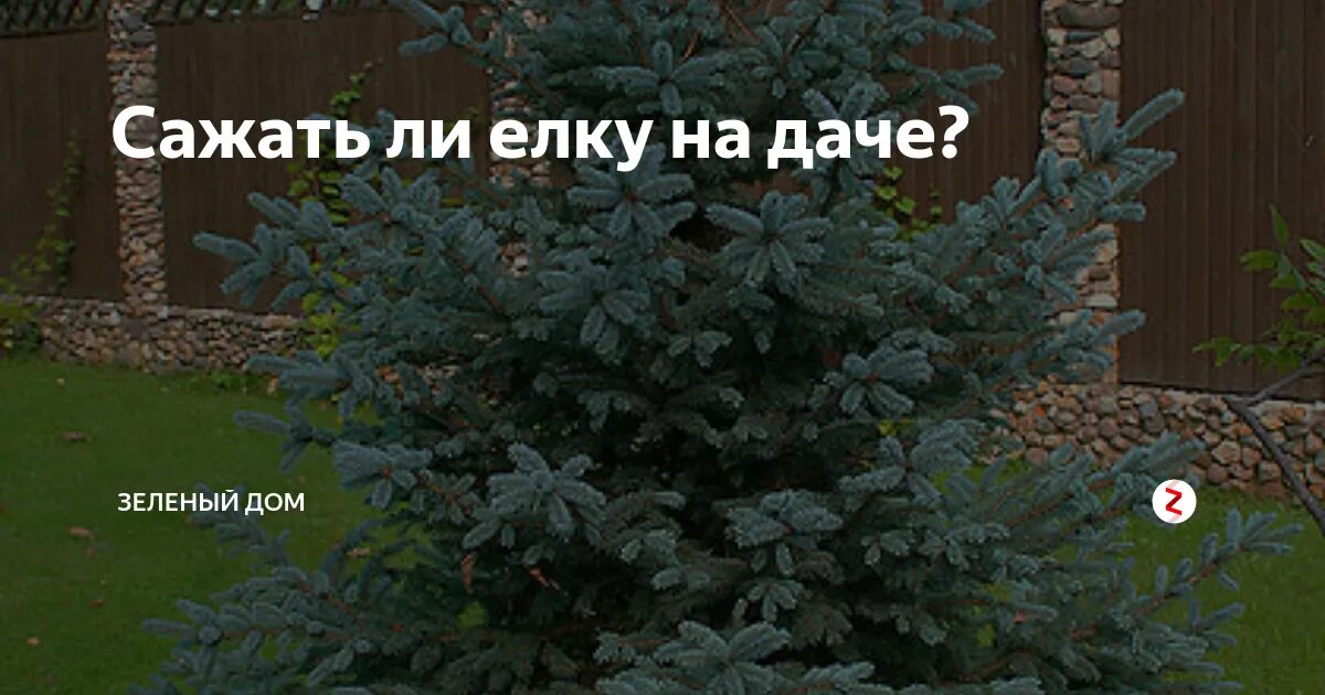 Где посадить елку на участке. Ель на участке приметы. Приметы про ель. Ель во дворе приметы. Приметы елки дома