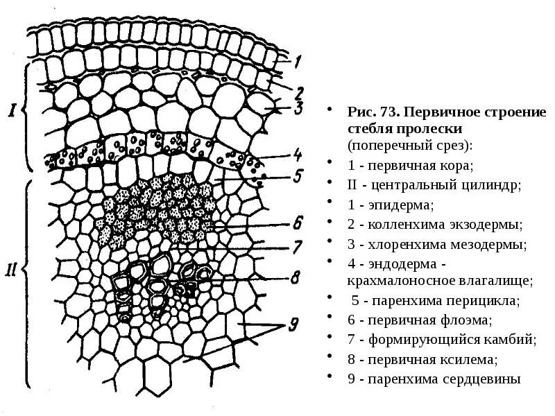 Центральный цилиндр корня. Первичное строение стебля эпидерма. Первичное строение стебля двудольных. Первичная анатомическая структура стебля.. Первичное строение стебля флоэма Ксилема.