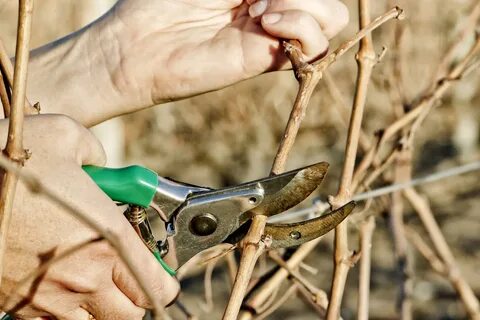 Обрезка винограда по лунному календарю