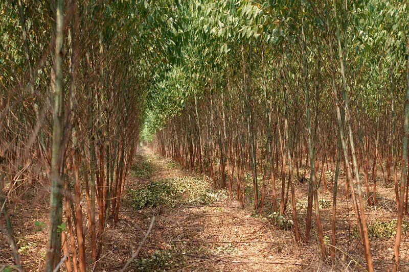 Дерево плантации. Плантации эвкалипта в Бразилии. Лесосырьевые плантации. Эвкалипт Лесные плантации. Таиланд каучуковые плантации.