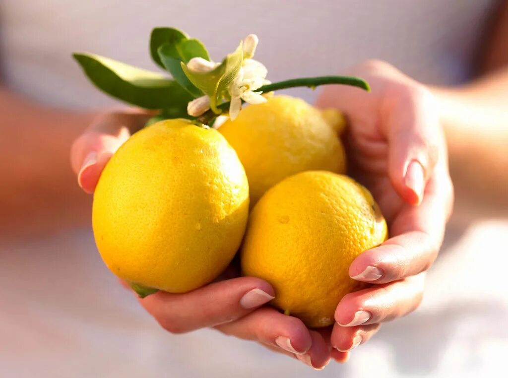 Горячие лимоны польза. Лимон. Лимон в руке. Лимон картинка.