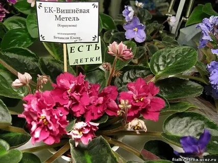 Вишневая метель