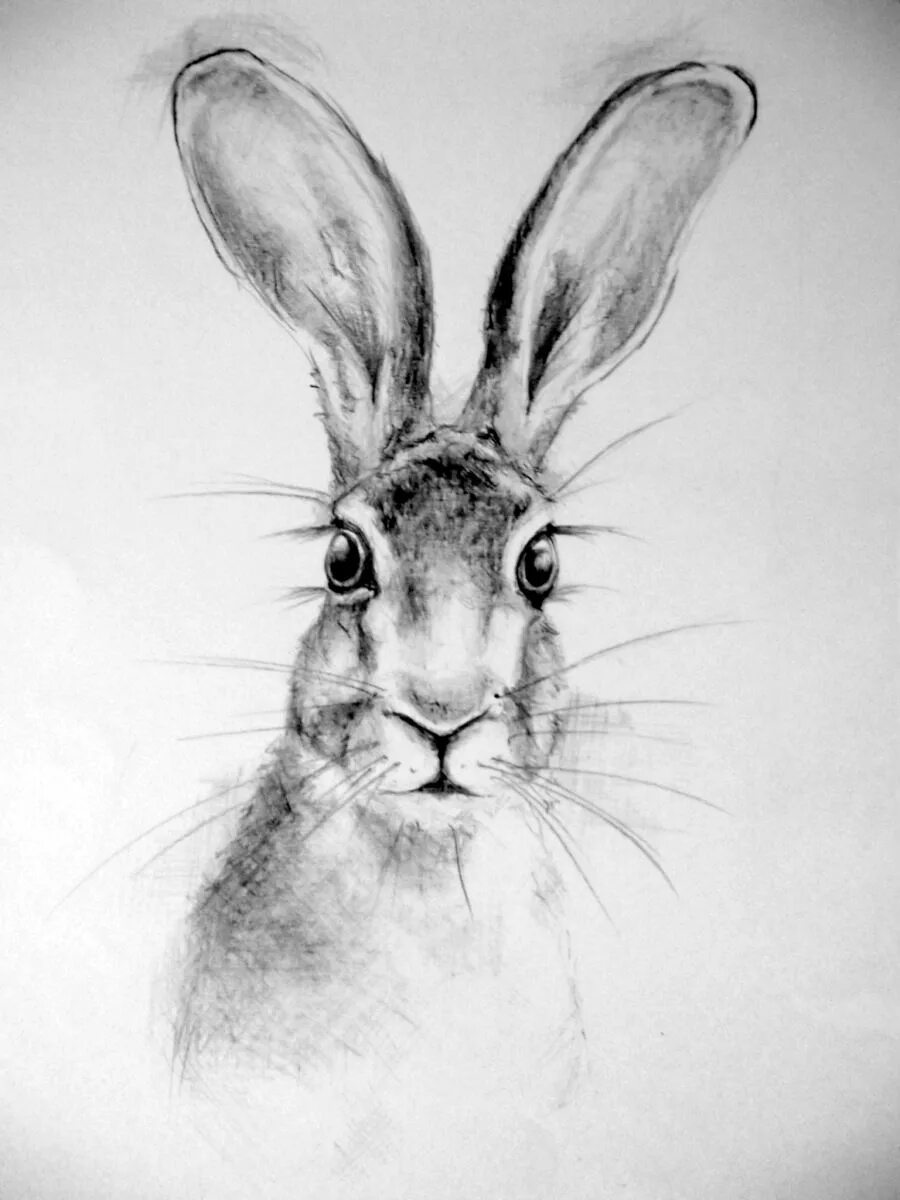 Нарисовать кролика карандашом. Кролик рисунок. Кролик рисунок карандашом. Зарисовки кролика карандашом. Нарисовать кролика.