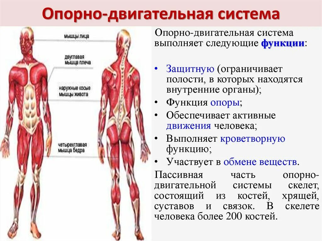 Опорно двигательная система человека органы и функции таблица. Анатомия: опорно-двигательная система (мышцы). Строение опорно двигательной системы опорные структуры. Функции мышц человека опорно двигательная система. Структура и функция мышц