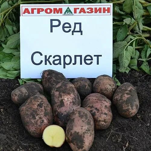 Картофель первоцвет. Ред Скарлетт сорт картофеля характеристика. Сорт картофеля ред Скарлет. Картофель сорт ред Скарлет описание сорта. Картофель Гала и ред Скарлет.