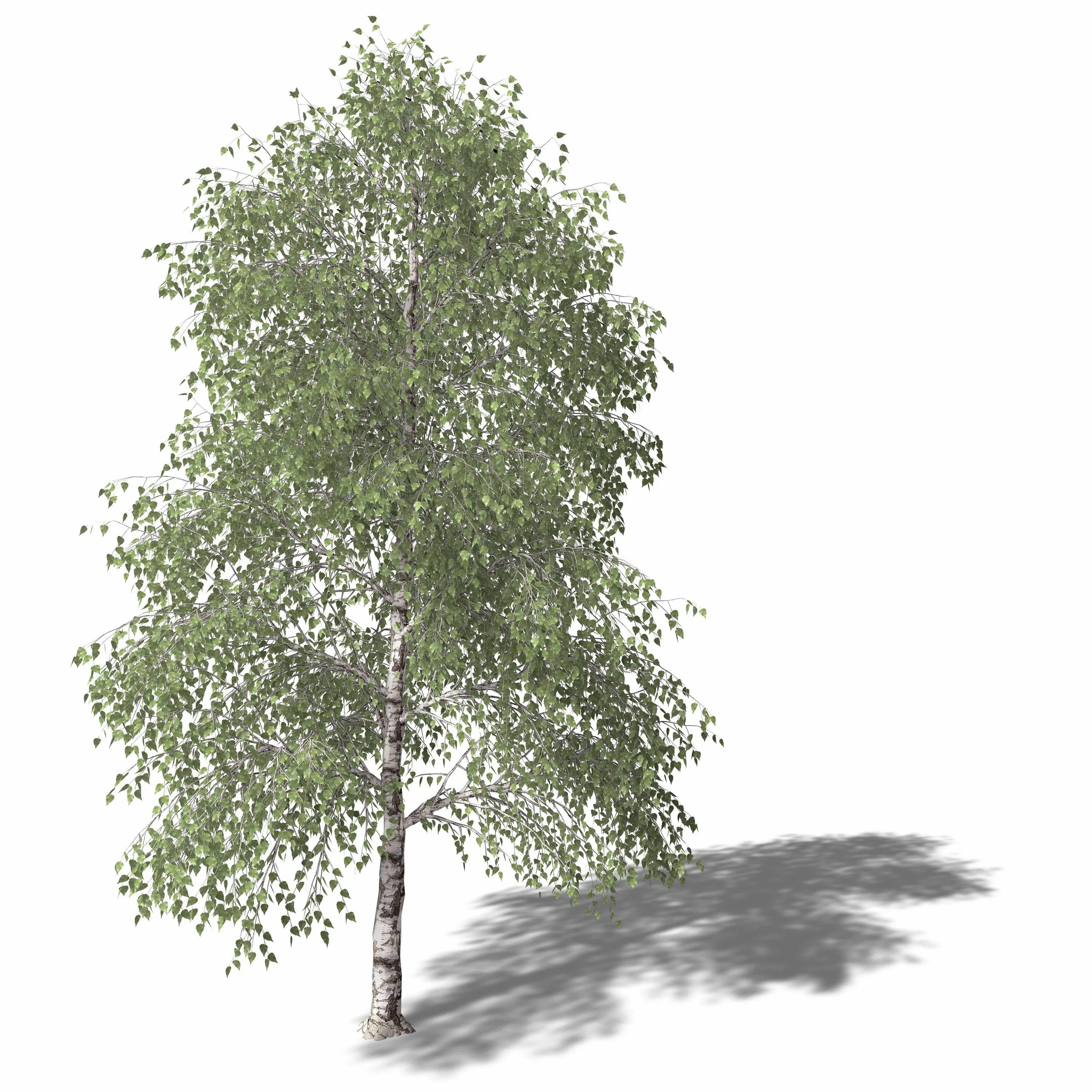 береза без фона. прозрачная береза. берёза дерево берёза. береза без фона. березка на прозрачном фоне.