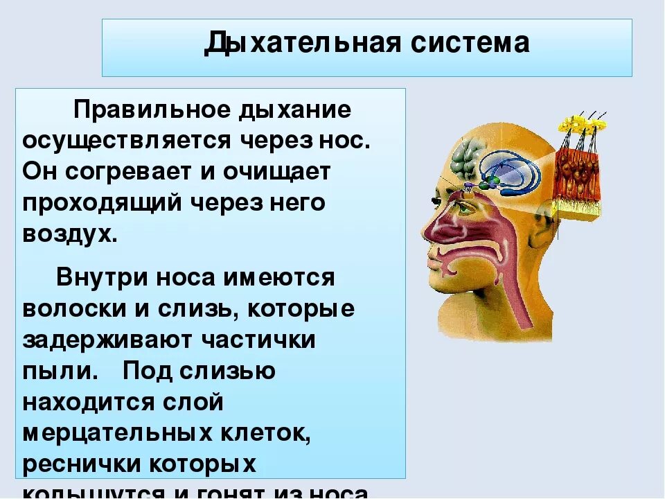 Дыхание через нос. Дыхание через нос и через рот. Дыхание осуществляется через. Почему дыхание через нос.