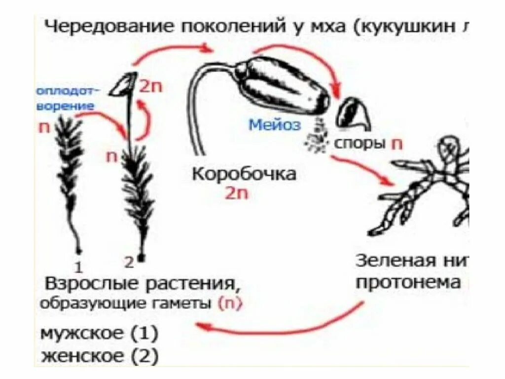 Мох сфагнум стадии жизненного цикла. Жизненный цикл мха Кукушкин. Кукушкин лен жизненный цикл схема. Жизненный цикл мха Кукушкин лен схема. Цикл развития мха Кукушкина льна.