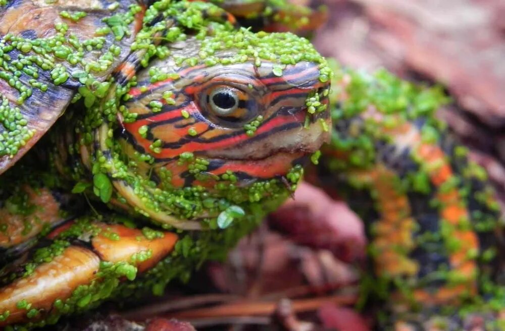 Черепаха редкие виды. Красноухая лягушка. Красноухая ящерица. Необычные черепахи. Самые странныечерипахи.