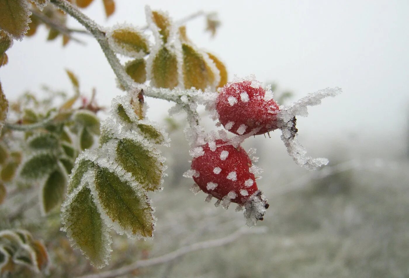 Заморозок видео. Зимние цветы. Шиповник в снегу. Шиповник в инее. Ягоды под снегом.