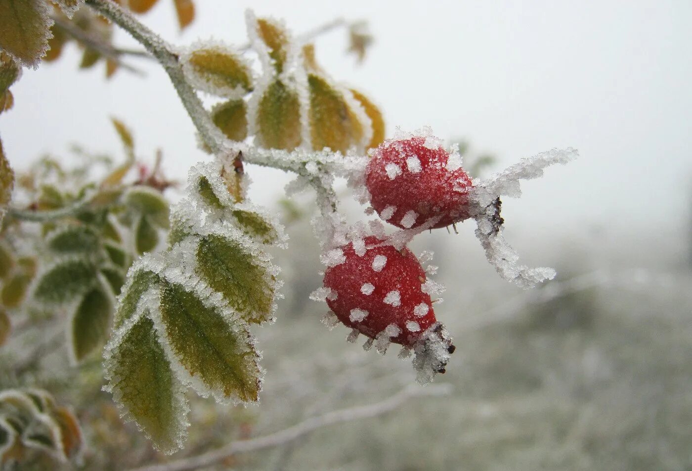 10 заморозок