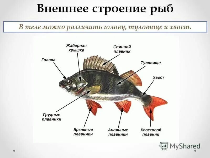 Тест внешнее строение рыбы. Внутреннее строение рыб задание. Внутреннее строение рыбы схема. Тест внешнее строение рыбы. Внешнее строение рыбы 7 класс.