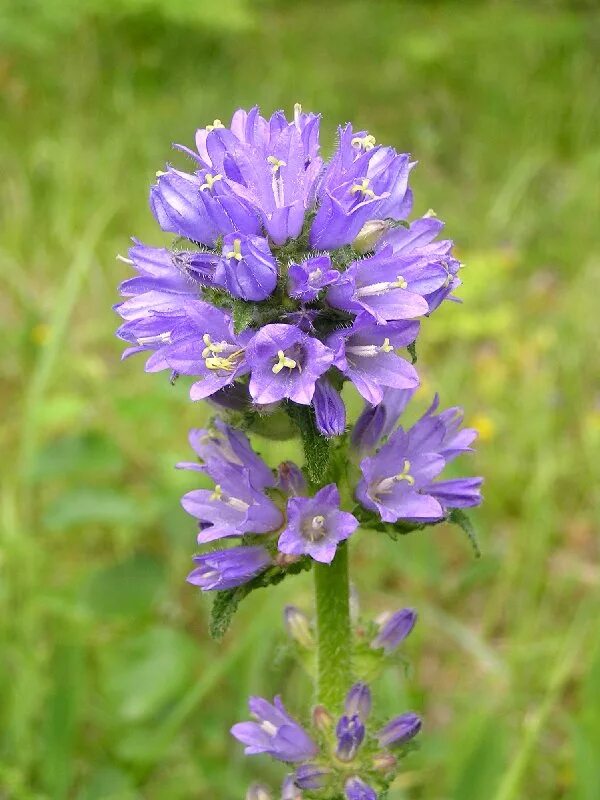 Растение синий зверобой сканворд 5. Campanula cervicaria - колокольчик жёстковолосистый. Колокольчик скученный полевой. Колокольчик скученный Луговой. Колокольчик скученный dahurica.