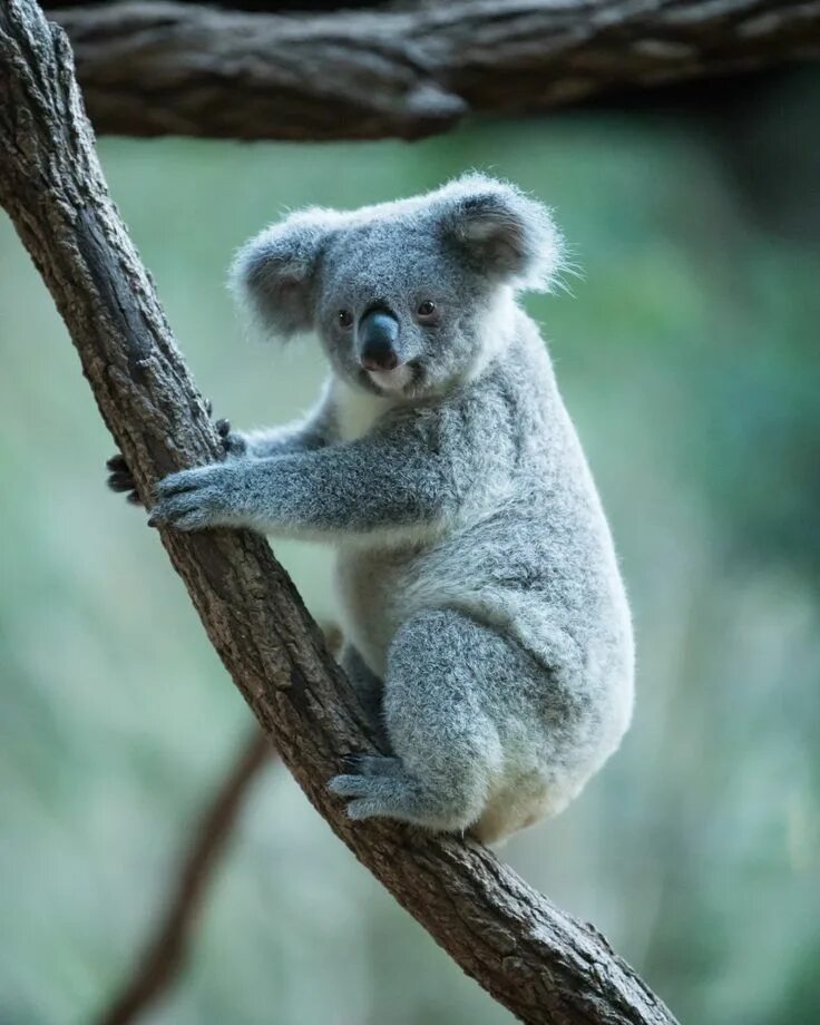 Коала в лесу. Коала. Коала на дереве. Коала на ветке. Мишка коала.