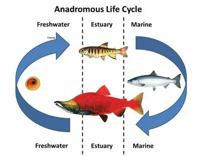 How most in the fish