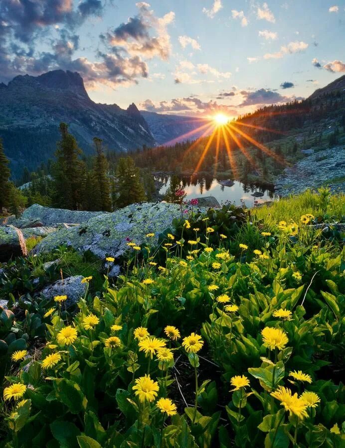 Прекрасное утро природа. Ергаки Альпийские Луга. Ергаки цветы горные. Ергаки природный парк. Альпийские Луга Карпаты.