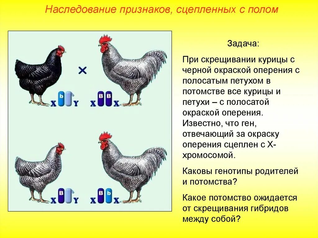 Как отличить старых кур от молодых. Кск отлечить питуха от курицы. как отличить петуха от курицы. отличить курицу от петуха. как отличить петуха от курии.