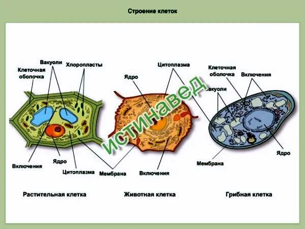 Хлоропласты в клетках грибов. Клетка растительная и животная и грибная клетки. Растительная животная грибная и бактериальная клетки. Растительная клетка животная клетка грибная клетка. Клетки бактерий растений и животных.