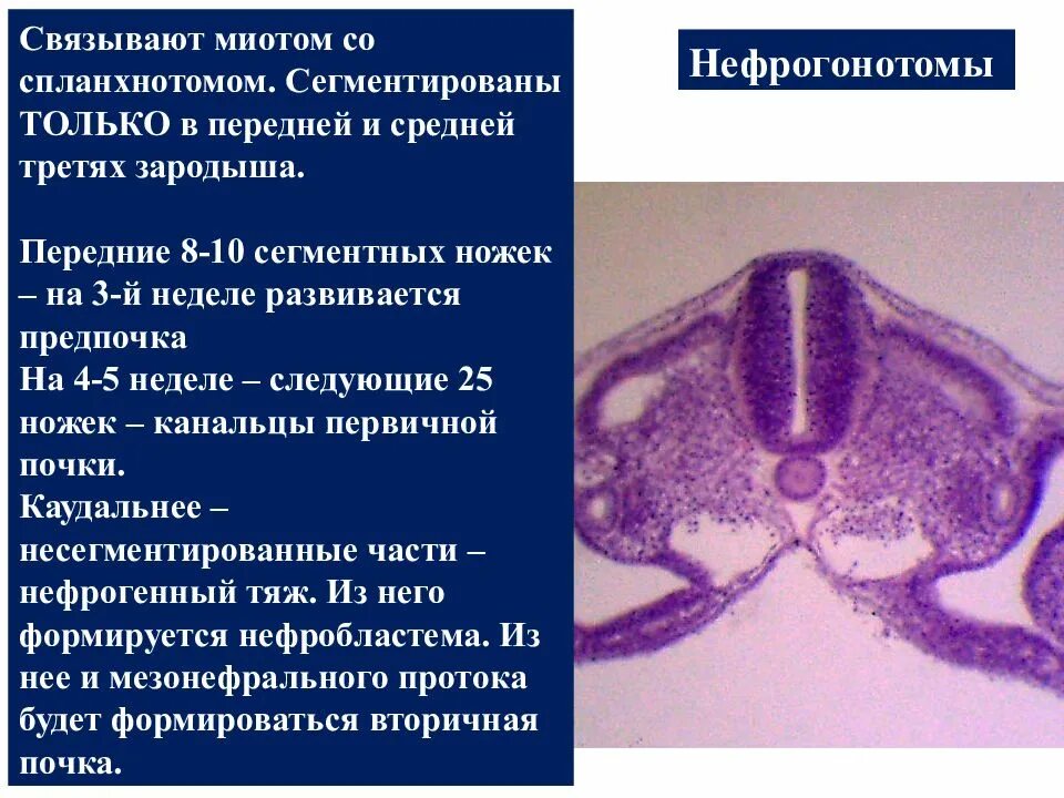 Нефрогонотом развивается из. Миотом спланхнотом. Сегментные ножки нефрогонотом. Производные нефрогонотома.
