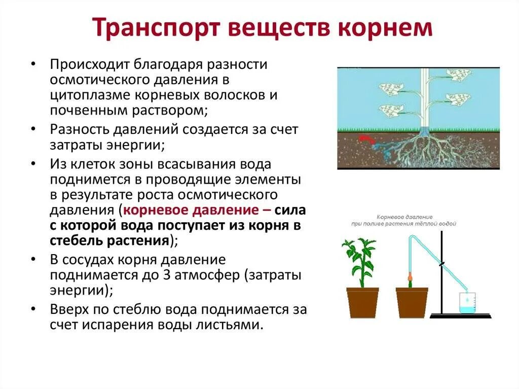 Осмотическое давление в корнях растений. Корневое осмотическое давление. Осмотическое давление почвенного раствора. Осмотическое давление в корневых волосках.