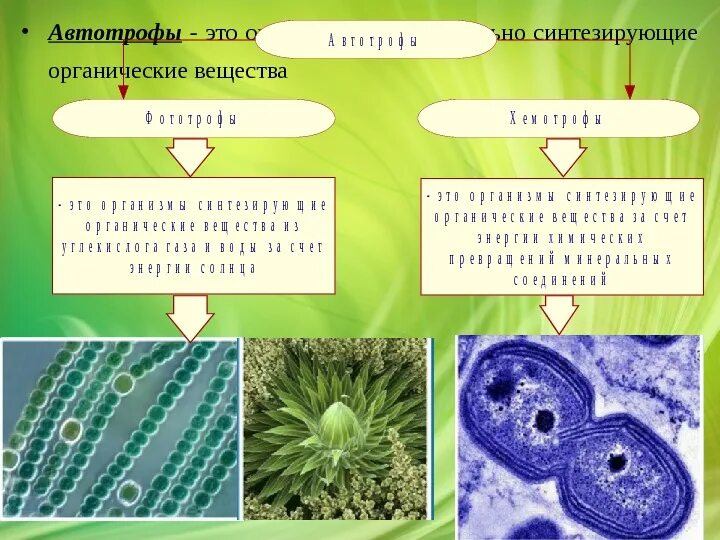 Автотрофное питание клетки. Хемосинтез автотрофы и гетеротрофы. Автотрофный организм это организм который. Организмы автотрофы. Автотрофы что это