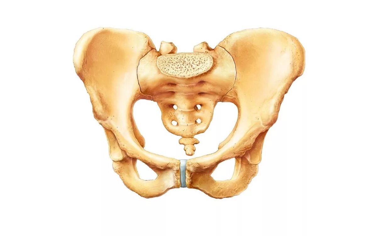 Кости таза лонная кость анатомия. Анатомия костей таза лонная кость. Скелет таза и копчика. Подвздошная кость на скелете. Болят кис