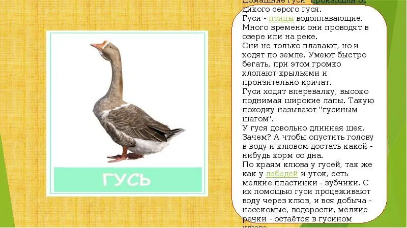 Гусь описание. История про гуся. Загадка про гуся. История про гуся. Гусь для презентации.