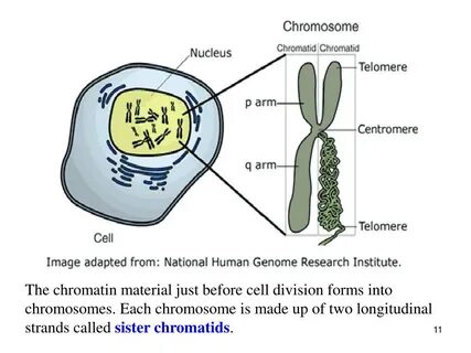 Before cell
