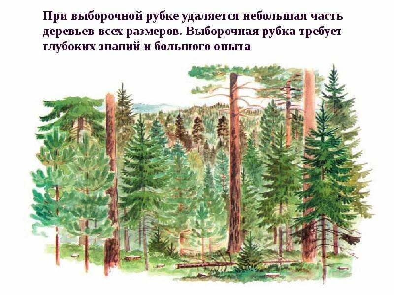 Виды выборочных рубок