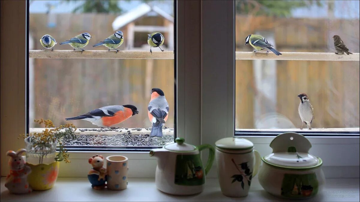 Птичка садится на окошко. Птица на подоконнике. Птички за окном. Птичка на окошке. Птички на окна.
