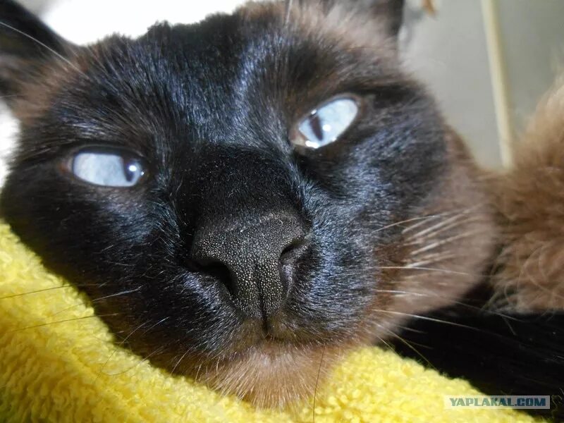 Мокрый нос у кота. Черные штучки в носу у кошки. Графитовый нос у кошек.