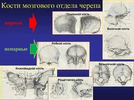 К черепным относятся