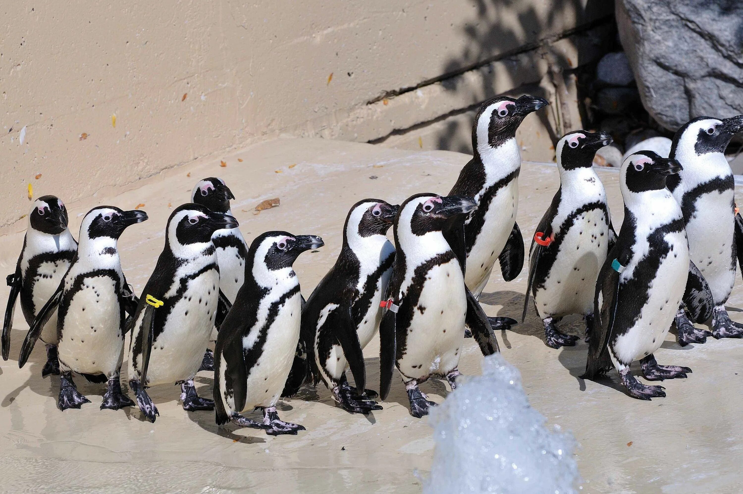 Среди пингвинов есть и драчуны найти глагол. Пингвин. Пингвин птица. Кот среди пингвинов. Лысый Пингвин.