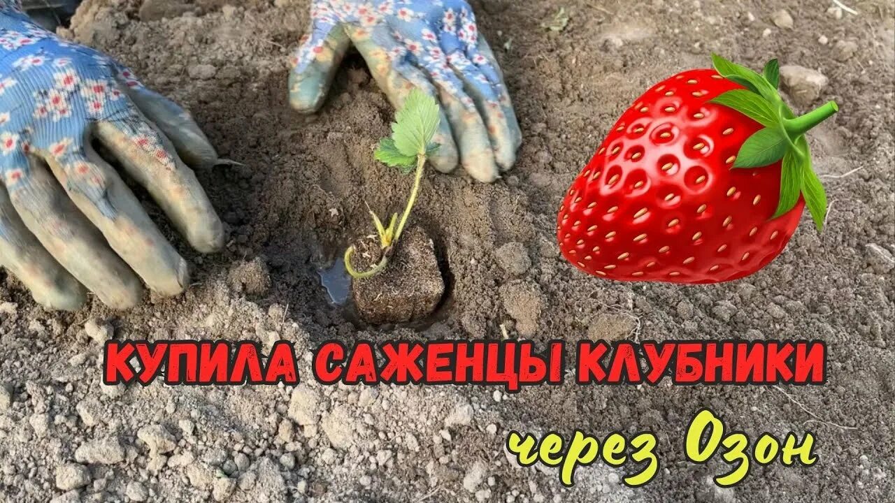 Дачник купил а саженцев клубники. Дачник купил а саженцев клубники