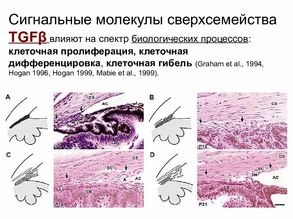 Что является биологическим процессом. Типы биологических процессов. Пролиферация и дифференцировка. Пролиферация дифференцировка и гибель клеток. Какие бывают биологические процессы.